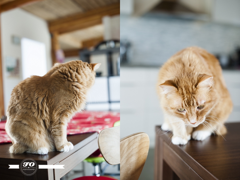 net zero home edmonton, eco friendly house