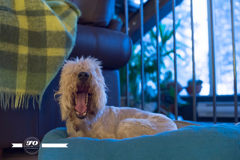 Lori-Ann Claerhout-2_Image by FO Photography